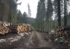 NO COMMENT: Valea Draganului, mii de copaci tăiați de-a lungul unui drum forestier