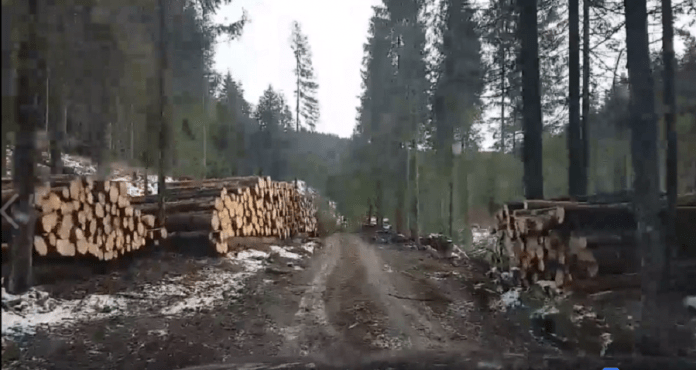 copaci taiati valea draganului