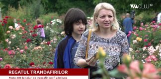 Regatul secret al trandafirilor din Cluj – Unde este el ascuns