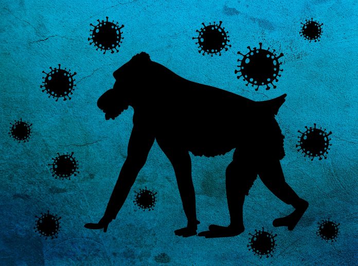 monkey-pox-g2f2d04337_1920