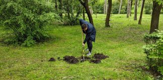 CERT Transilvania caută voluntari – 10.000 de puieți vor fi plantați în Jucu – Află cum te poți înscrie