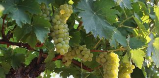 Tămâioasa Românească, vinul provenit din Grecia Antică și adus pe tărâmul dacilor