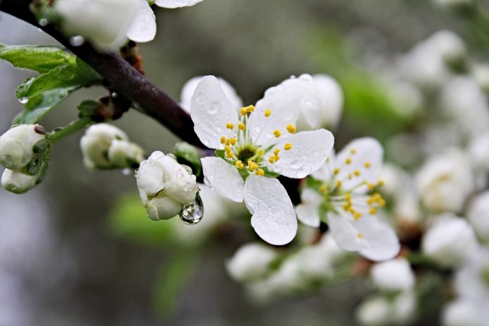after-the-rain-5148127_1920