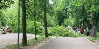 Copac de 20 de metri căzut între oameni în Parcul Central Simion Bărnuțiu