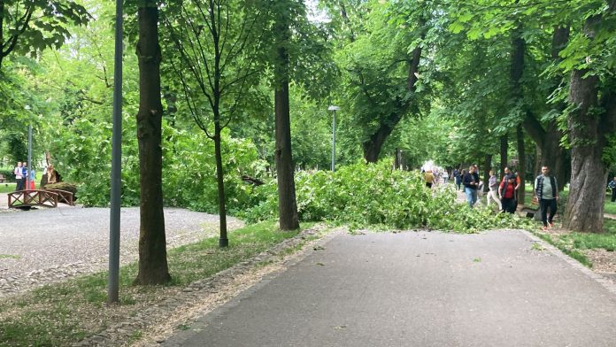 copac cazut parcul central