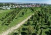 Aproape 700 de arbori cresc în pepiniera IULIUS de la USAMV Cluj-Napoca