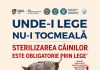 ATOP Cluj: Sterilizarea animalelor de companie, obligatorie – Ce sancțiuni se aplică proprietarilor care nu respectă legea