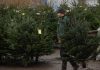 Clujenii pot scăpa gratuit de pomii de Crăciun până în 15 ianuarie 2025