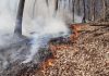 Un incendiu de vegetație extins pe cinci hectare a ajuns și la o pădure din județul Cluj