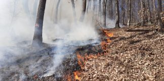 Un incendiu de vegetație extins pe cinci hectare a ajuns și la o pădure din județul Cluj