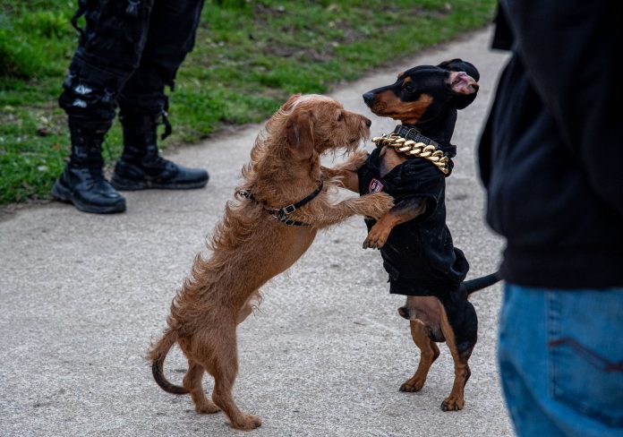 Sursa: Nelutzu Bagaian/Facebook https://www.facebook.com/photo/?fbid=2046806409127138&set=pcb.2046806955793750