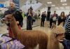 Două alpaca simpatice au făcut senzație la UBB Cluj: Pesto și Tofu, în vizită la FSEGA