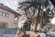 Văcuță pierdută în cartierul Zorilor și pe Calea Turzii în Cluj-Napoca