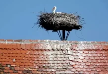 Cuibul de barză care a lăsat polițiștii clujeni în frig urmează să fie relocat