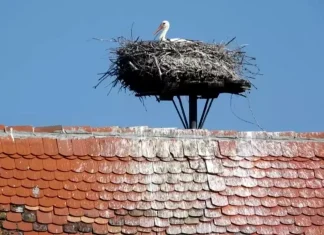 Cuibul de barză care a lăsat polițiștii clujeni în frig urmează să fie relocat