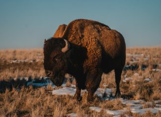 Anchetă penală la ferma de bizoni din Recea Cristur, după descoperirea a peste 200 de animale moarte