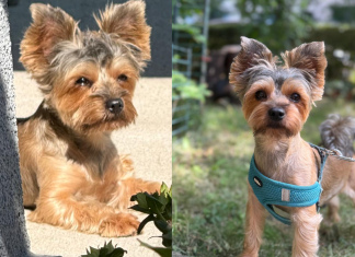 VIDEO Un câine Yorkshire a fost sfâșiat și ucis în Mănăștur de un Pitbull fără lesă și botniță