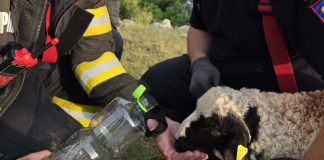 Miel salvat de pompieri în Cheile Turenilor