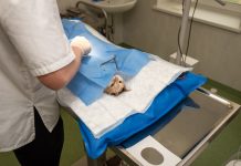 Profesia de medic veterinar, din nou la modă