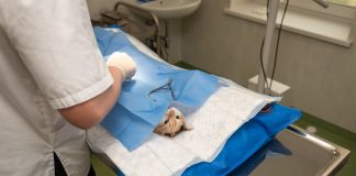 Profesia de medic veterinar, din nou la modă