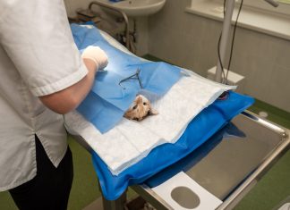 Profesia de medic veterinar, din nou la modă