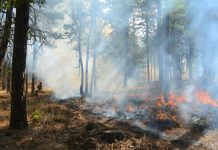 Incendiu de pădure la Doda Pilii – pompierii din Huedin intervin în zonă greu accesibilă