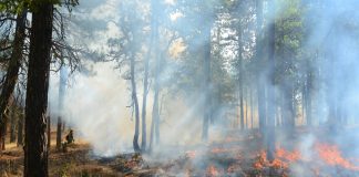 Incendiu de pădure la Doda Pilii – pompierii din Huedin intervin în zonă greu accesibilă