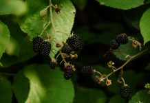 Culege-ți singur murele, aronia și prunele la USAMV Cluj – prețuri și program